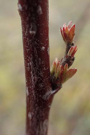 Euonymus europaeus \ Gew�hnliches Pfaffenh�tchen / Spindle, D Mannheim 5.3.2016