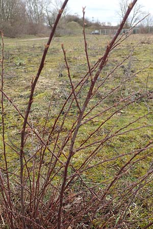 Euonymus europaeus \ Gew�hnliches Pfaffenh�tchen / Spindle, D Mannheim 5.3.2016