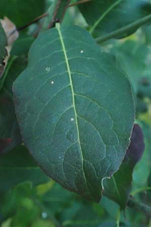 Malus domestica \ Kultur-Apfel / Apple, D Wagh&auml;usel 16.10.2016