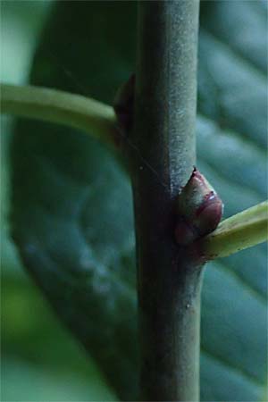 Malus domestica \ Kultur-Apfel / Apple, D Wagh&auml;usel 16.10.2016