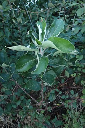 Malus domestica \ Kultur-Apfel / Apple, D Wagh&auml;usel 16.10.2016