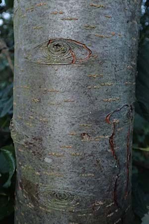 Malus domestica \ Kultur-Apfel / Apple, D Wagh&auml;usel 16.10.2016