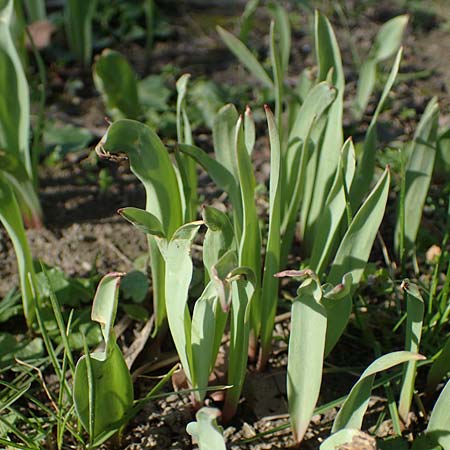 Tulipa spec1 <b>?</b>, Tulip