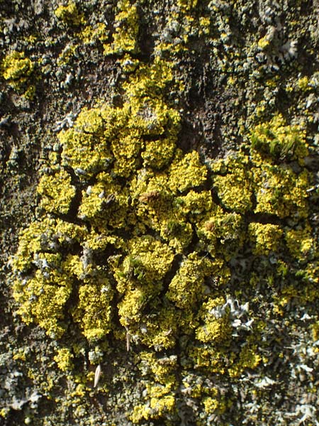 Candelariella reflexa \ Gr�ne K�rnchenflechte / Eggyolk Lichen, D Bochum 9.8.2021
