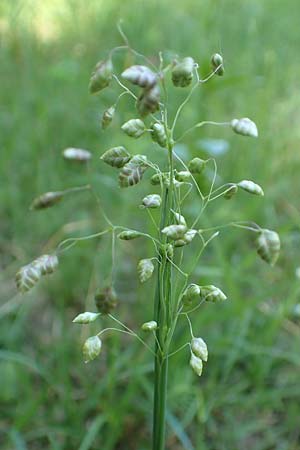 Briza media, Common Quaking Grass