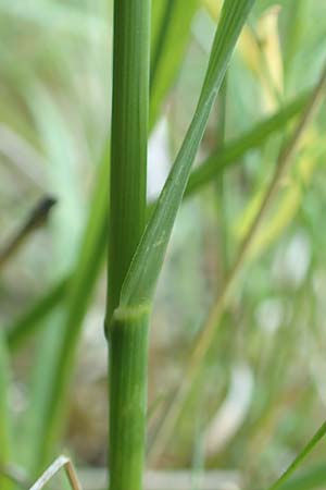 Briza media \ Gew�hnliches Zittergras / Common Quaking Grass, D Ketsch 21.5.2020