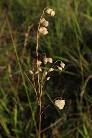 Briza media, Gew&ouml;hnliches Zittergras