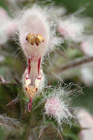Leonurus cardiaca subsp. villosus \ Zottiges Echtes Herzgespann, L�wenschwanz / Motherwort, D Gro&szlig;-Gerau 15.7.2017
