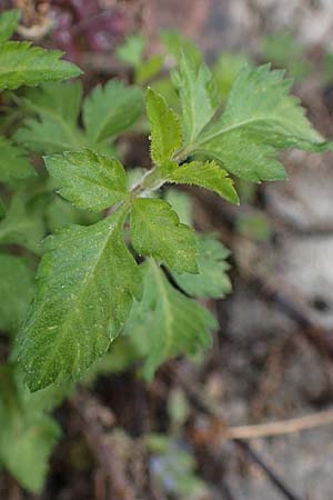 Bidens ferulifolia ? \ Fenchelbl�ttriger Zweizahn, Goldmarie / Fern-Leaved Beggarticks, D Mutterstadt 11.10.2020