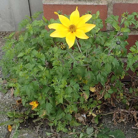 Bidens ferulifolia ? \ Fenchelbl�ttriger Zweizahn, Goldmarie / Fern-Leaved Beggarticks, D Mutterstadt 11.10.2020
