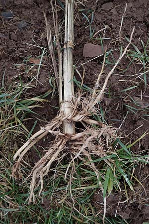 Zea mays \ Mais / Maize, Sweetcorn, D Neckargerach 23.1.2022