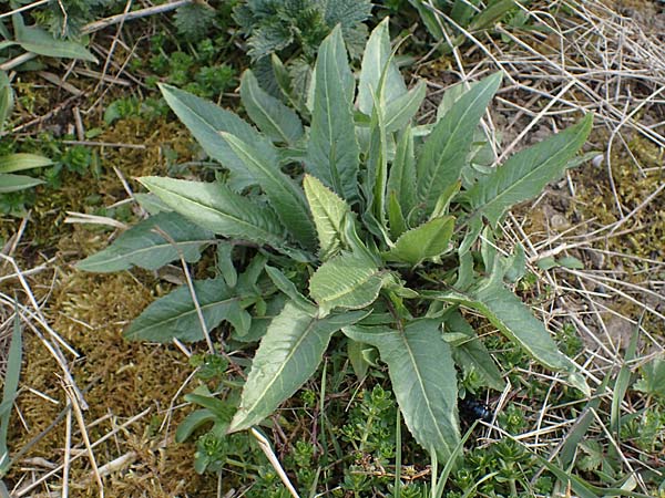 Bunias orientalis \ Orientalisches Zackensch�tchen / Warty Cabbage, D Neuleiningen 28.3.2021