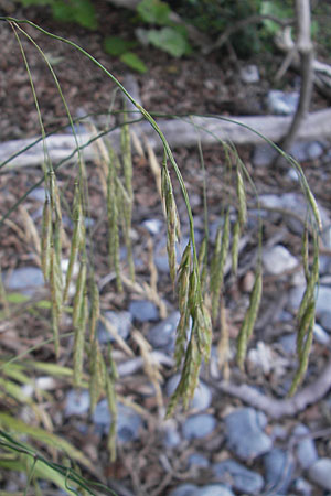Bromus ramosus \ Hohe Wald-Trespe / Wild Oat, DK Insel/island Mn 4.8.2009