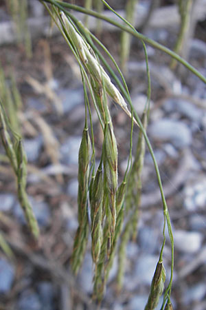Bromus ramosus \ Hohe Wald-Trespe / Wild Oat, DK Insel/island Mn 4.8.2009
