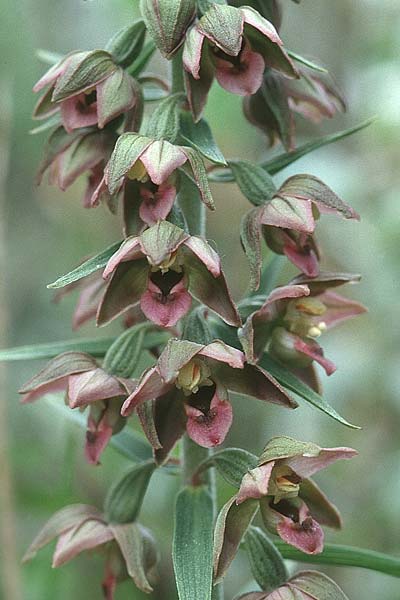 Epipactis neerlandica \ Holländische Ständelwurz / Dutch Helleborine, DK  Hirtshals 2.8.2001 