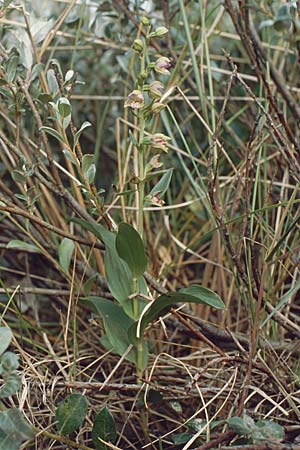 Epipactis renzii / Renz' Helleborine, DK  Skagen 2.8.2001 