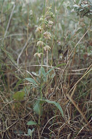 Epipactis renzii / Renz' Helleborine, DK  Skagen 2.8.2001 