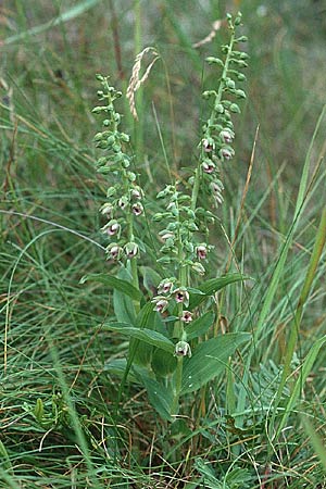 Epipactis renzii / Renz' Helleborine, DK  Skagen 2.8.2001 