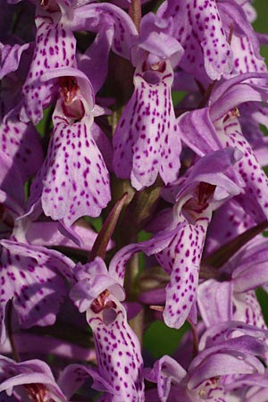 Dactylorhiza fuchsii x vironii, Estland/Estonia,  Vitsu 16.6.2011 (Photo: Helmut Presser)