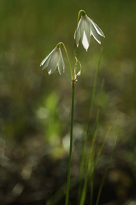 Acis trichophylla \ Haarbl&auml;ttrige Knotenblume / Tree-Leaved Snowflake, E Coto de Donana 7.4.2023 (Photo: Helmut Presser)
