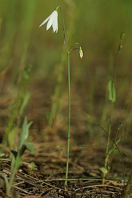 Acis trichophylla \ Haarblttrige Knotenblume / Tree-Leaved Snowflake, E Coto de Donana 7.4.2023 (Photo: Helmut Presser)