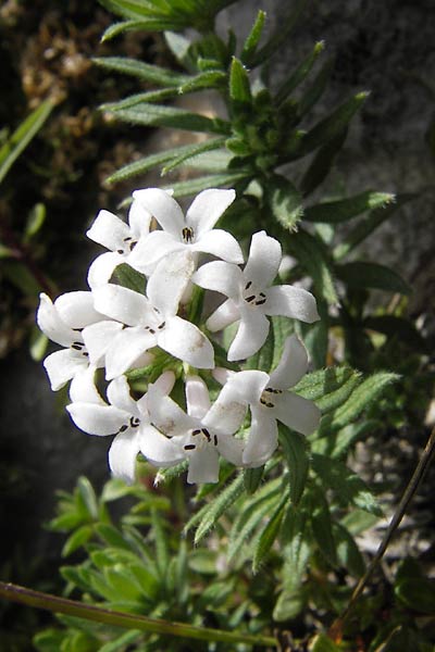 Asperula hirta \ Rauer Meister / Mat Woodruff, E Picos de Europa, Fuente De 14.8.2012