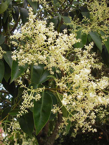 Ligustrum lucidum / Glossy Privet, E Asturia Llanes 12.8.2012