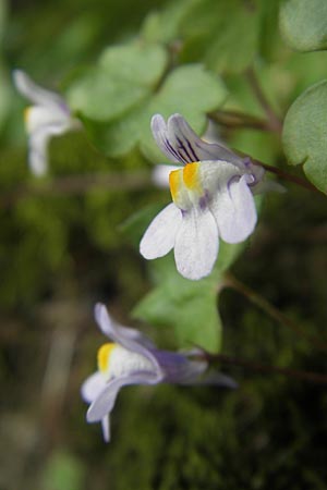 Cymbalaria muralis \ Gemeines Zimbelkraut, Mauer-Zimbelkraut, E San Sebastian 15.8.2011