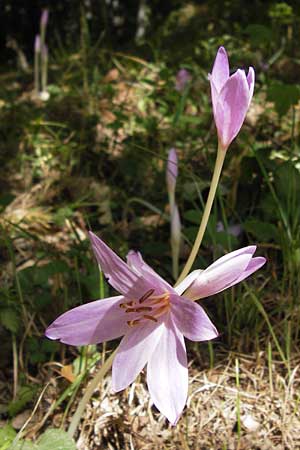 Colchicum multiflorum ? / Many-Flowered Autumn Crocus, E Picos de Europa, Cain 9.8.2012
