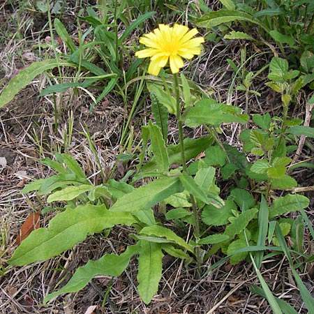 Picris hieracioides subsp. umbellata \ Doldiges Bitterkraut / Umbellate Ox-Tongue, E Lekeitio 6.8.2012
