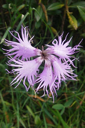 Dianthus monspessulanus \ Montpellier-Nelke / White Cluster, E Pyrenäen/Pyrenees, Ordesa 23.8.2011