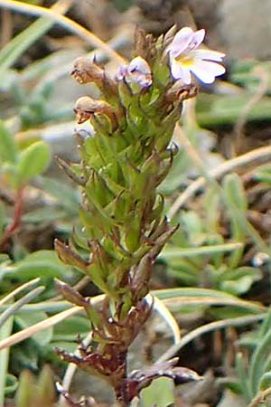 Euphrasia salisburgensis \ Salzburger Augentrost / Irish Eyebright, E Pyrenäen/Pyrenees, Cadi, Coll de Jovell 7.8.2018