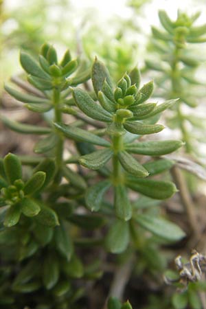 Galium arenarium \ Sand-Labkraut, E Zumaia 16.8.2011