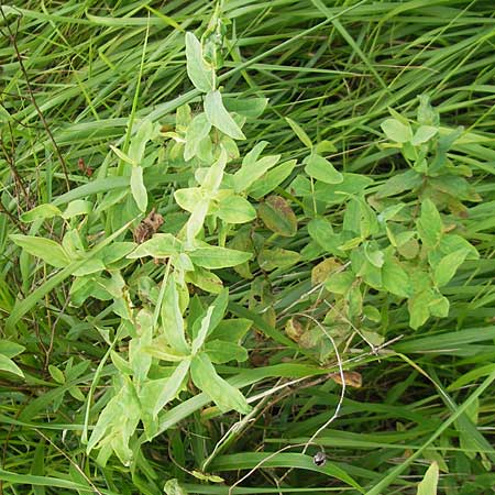 Hypericum hircinum subsp. majus \ Groes Bocks-Johanniskraut, E Getaria 16.8.2011