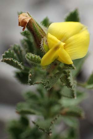 Ononis striata \ Gestreifte Hauhechel, E Pyrenäen, Cadi, Coll de Jovell 7.8.2018