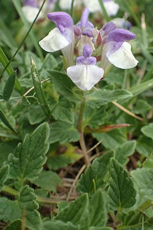 Scutellaria alpina \ Alpen-Helmkraut / Alpine Skullcap, E Pyren&auml;en/Pyrenees, Prat de Cadi 6.8.2018