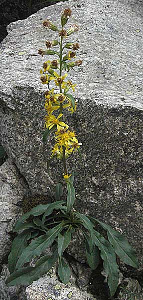 Solidago virgaurea \ Gewhnliche Goldrute, Echte Goldrute, E Pyrenäen, Caldes de Boi 16.8.2006