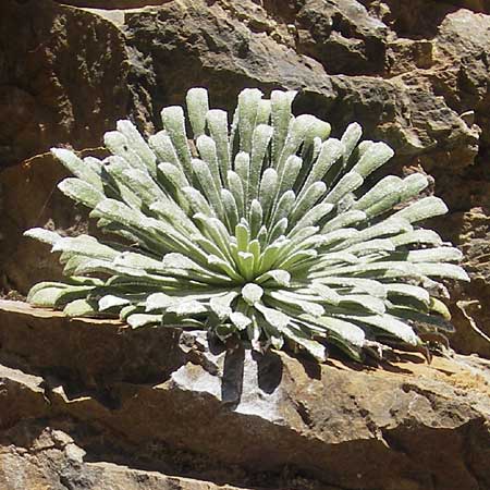 Saxifraga longifolia \ Pyrenen-Steinbrech, Knigs-Steinbrech / Pyrenean Saxifrage, Silver Saxifrage, E Pyrenäen/Pyrenees, Hecho - Tal / Valley 19.8.2011