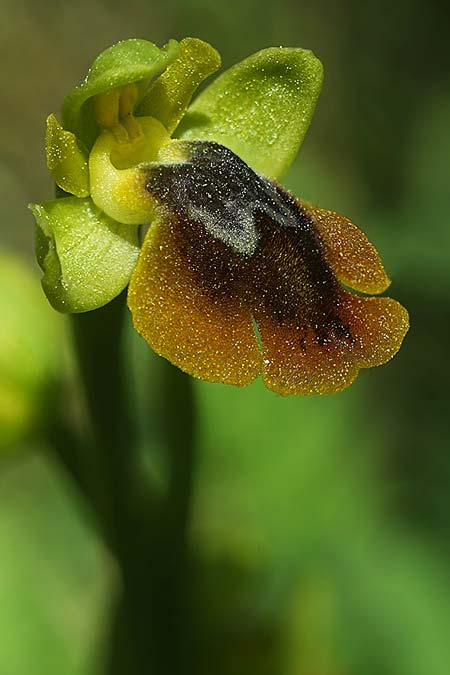 Ophrys alpujata \ Alpujata-Ragwurz, E  Coin 30.3.2023 (Photo: Helmut Presser)