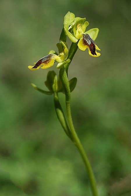 Ophrys alpujata \ Alpujata-Ragwurz, E  Coin 30.3.2023 (Photo: Helmut Presser)