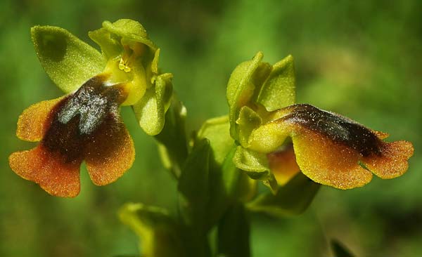 Ophrys alpujata \ Alpujata-Ragwurz, E  Coin 30.3.2023 (Photo: Helmut Presser)