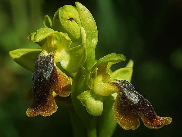 Ophrys alpujata \ Alpujata-Ragwurz, E  Coin 30.3.2023 (Photo: Helmut Presser)