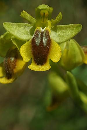 Ophrys alpujata \ Alpujata-Ragwurz, E  Coin 30.3.2023 (Photo: Helmut Presser)