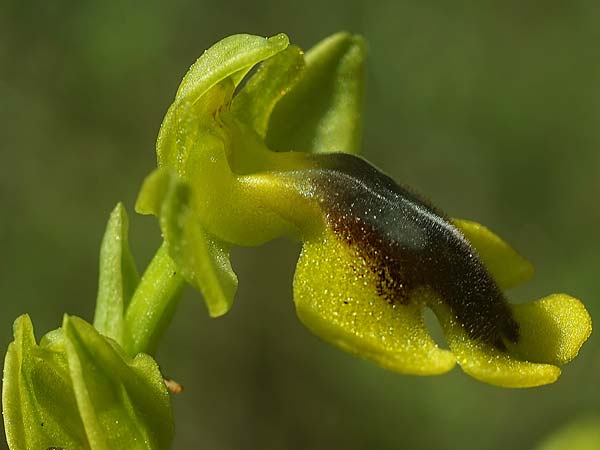 Ophrys alpujata \ Alpujata-Ragwurz, E  Coin 30.3.2023 (Photo: Helmut Presser)