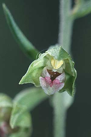 Epipactis campeadorii x kleinii, E   Prov. Burgos,Cidad de Ebro 26.6.2001 