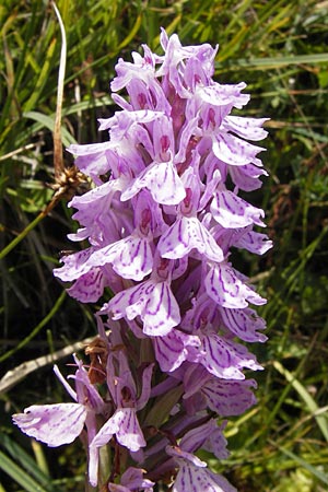 Dactylorhiza maculata \ Gefleckte Fingerwurz, Geflecktes Knabenkraut, E  Picos de Europa, Posada de Valdeon 13.8.2012 
