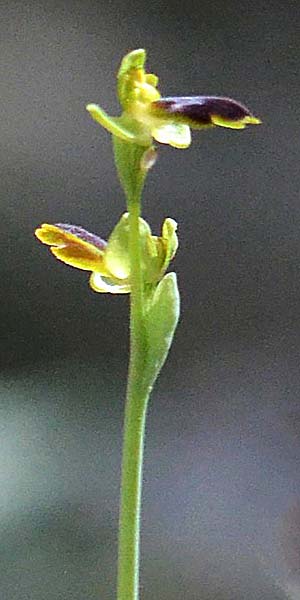 Ophrys eivissa \ Ibiza-Ragwurz, E  Ibiza, Forada 11.4.2023 (Photo: Adolf Riechelmann)