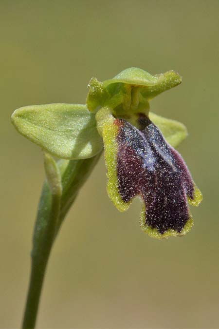 Ophrys eivissa \ Ibiza-Ragwurz, E  Ibiza, Sa Talaiassa 13.4.2023 (Photo: Adolf Riechelmann)