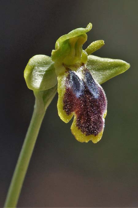 Ophrys eivissa \ Ibiza-Ragwurz, E  Ibiza, Cap Blanc 15.4.2023 (Photo: Adolf Riechelmann)