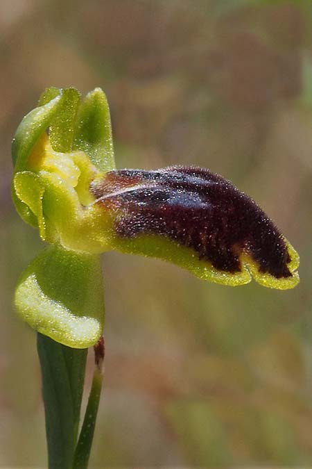 Ophrys eivissa \ Ibiza-Ragwurz, E  Ibiza, Cap Blanc 15.4.2023 (Photo: Hans Kohlmller)